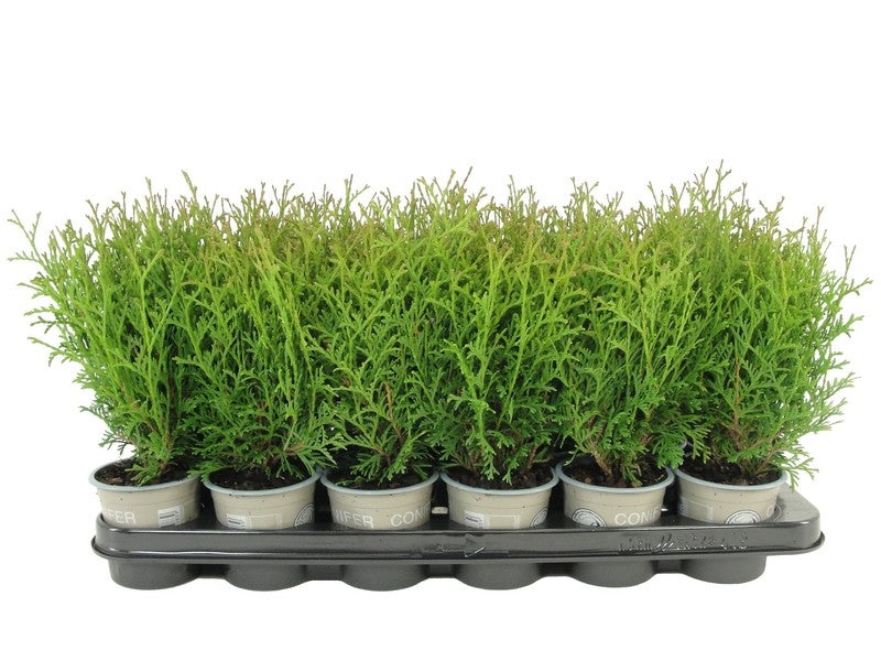 Thuja occidentalis Tiny Tim 17cm 9cm Pot