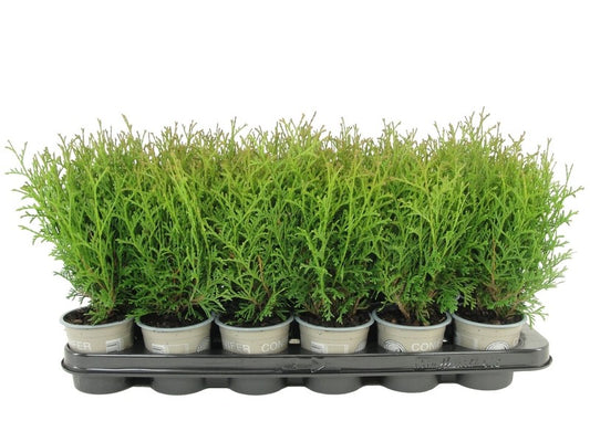 Thuja occidentalis Tiny Tim 17cm 9cm Pot