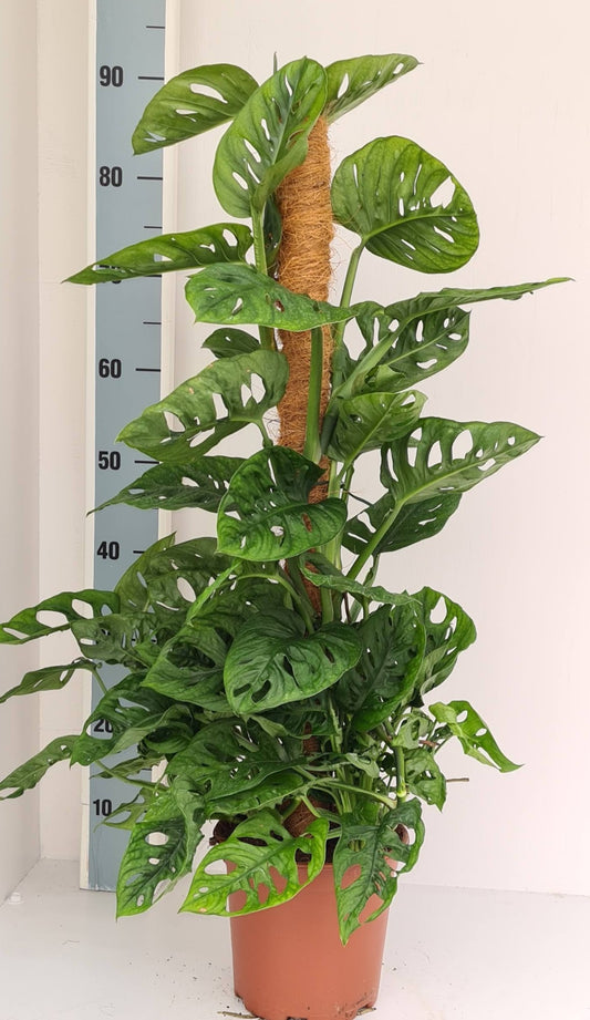 Monstera Monkey Leaf 85cm 19cm Pot