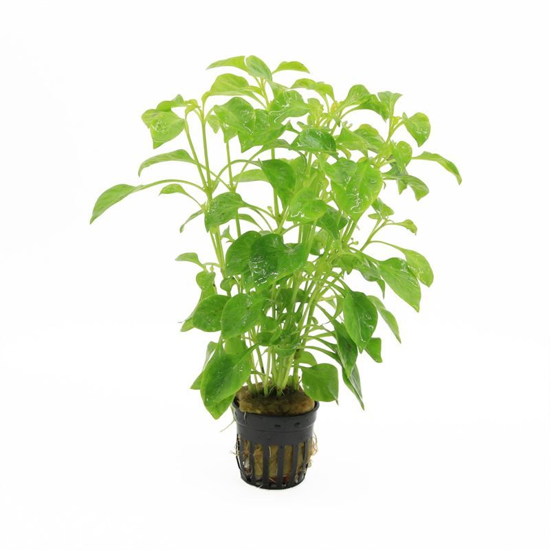 Acorus overig 10cm 5cm Pot
