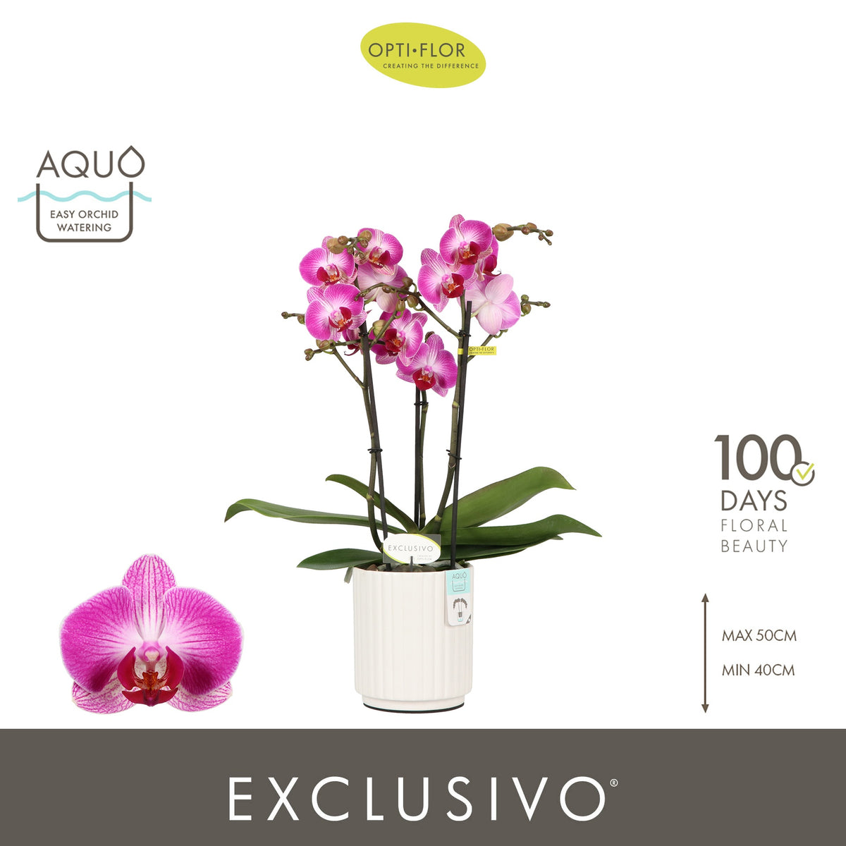Phalaenopsis pink 45cm 12cm Pot