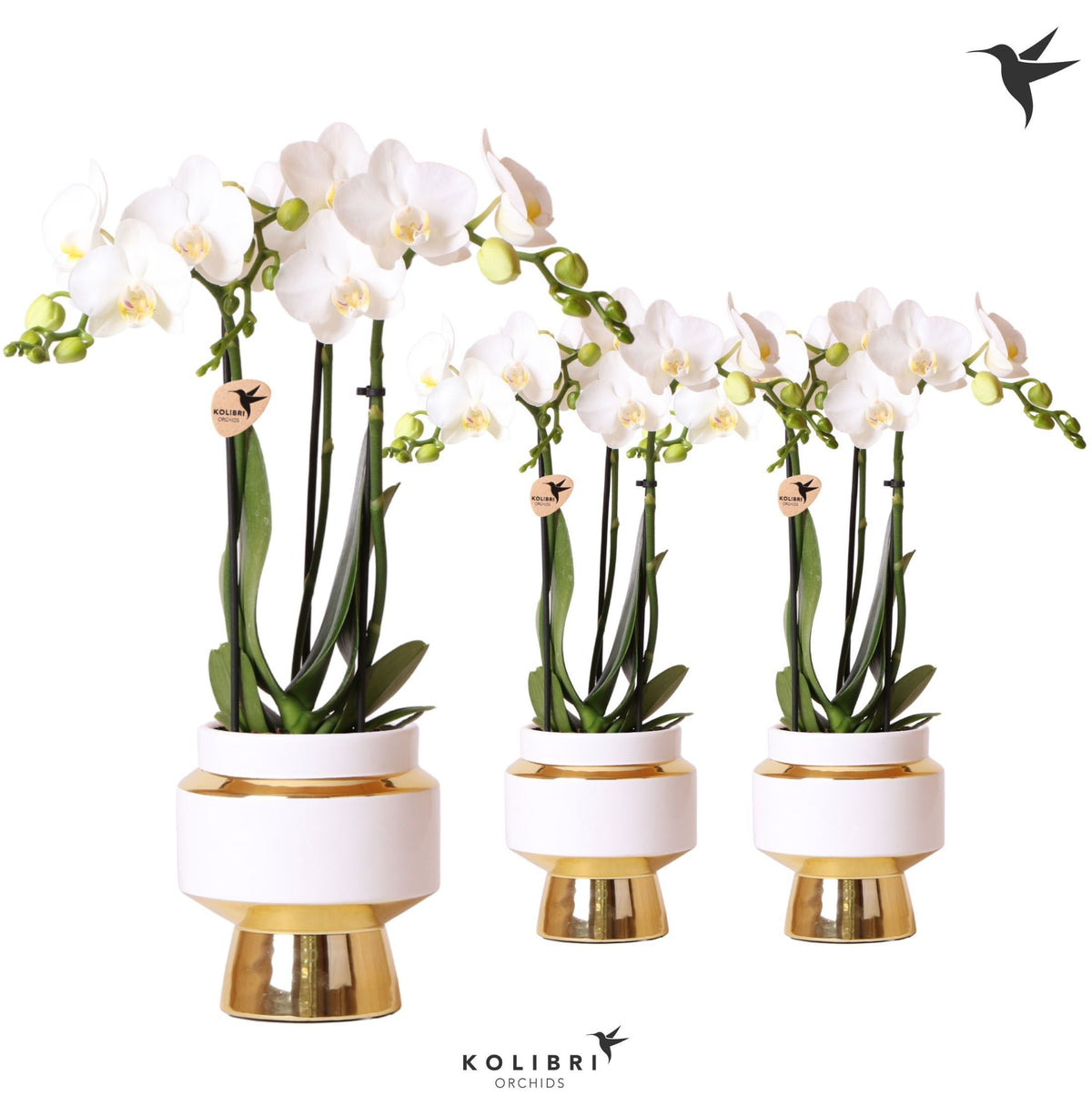 Phalaenopsis multiflora white 40cm 9cm Pot
