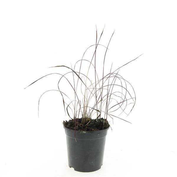 Imperata Red Baron 10cm 14cm Pot