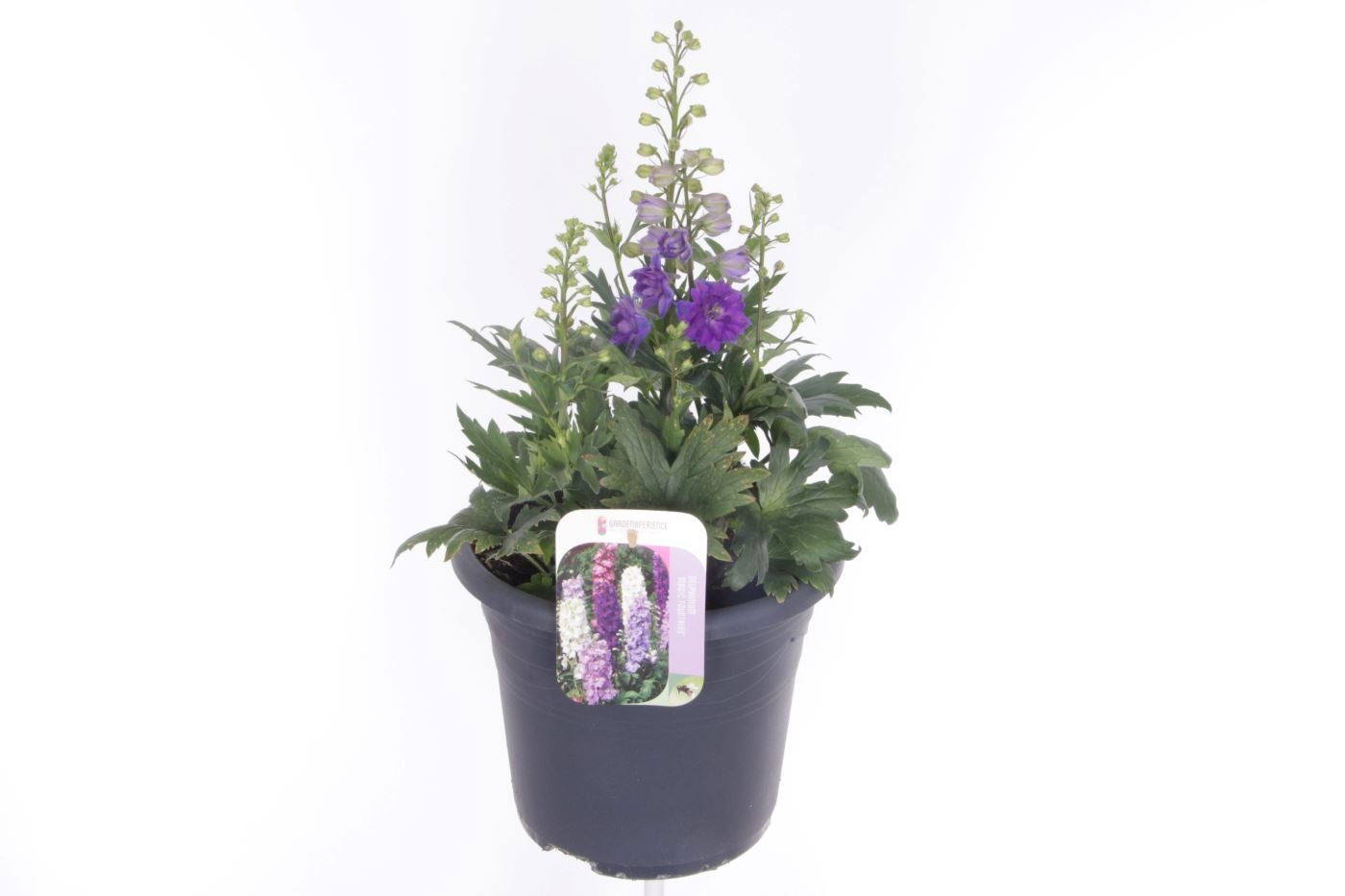 Delphinium mix 55cm 27cm Pot