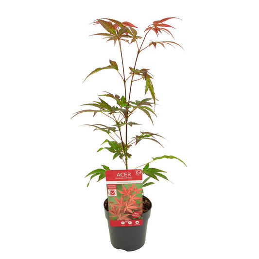 Acer Atropurpureum 40cm 10cm Pot