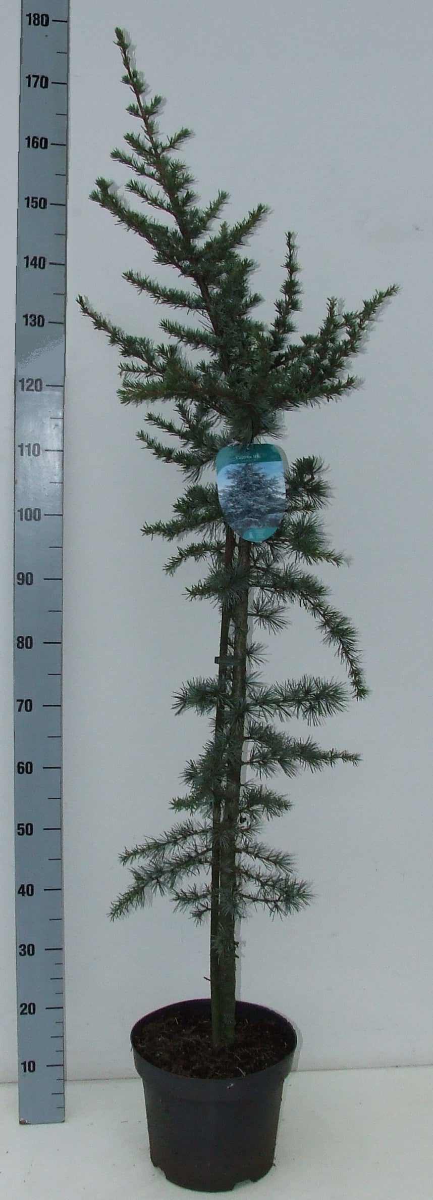 Cedrus libani Glauca 160cm 26cm Pot