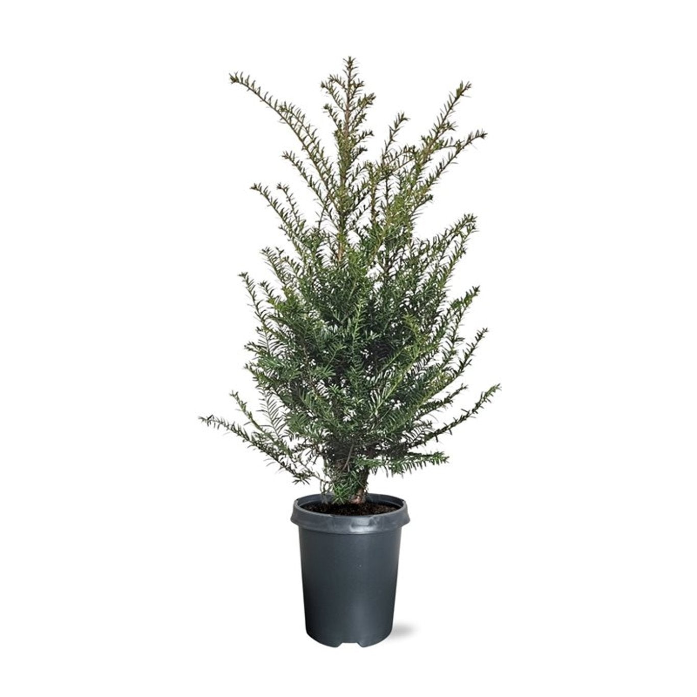 Taxus baccata 70cm 21cm Pot