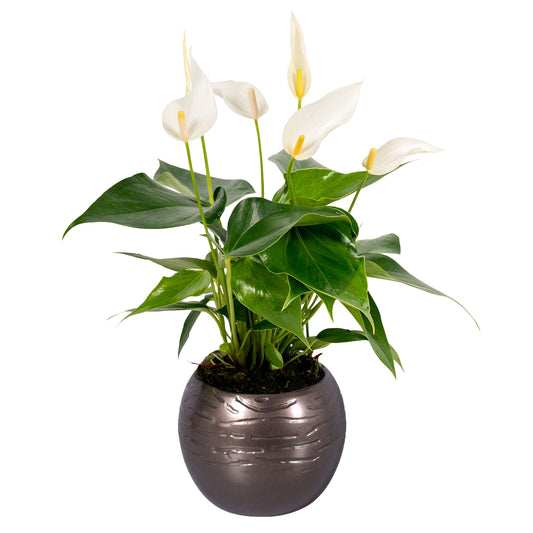 Anthurium Banderola Cava 30cm 10cm Pot