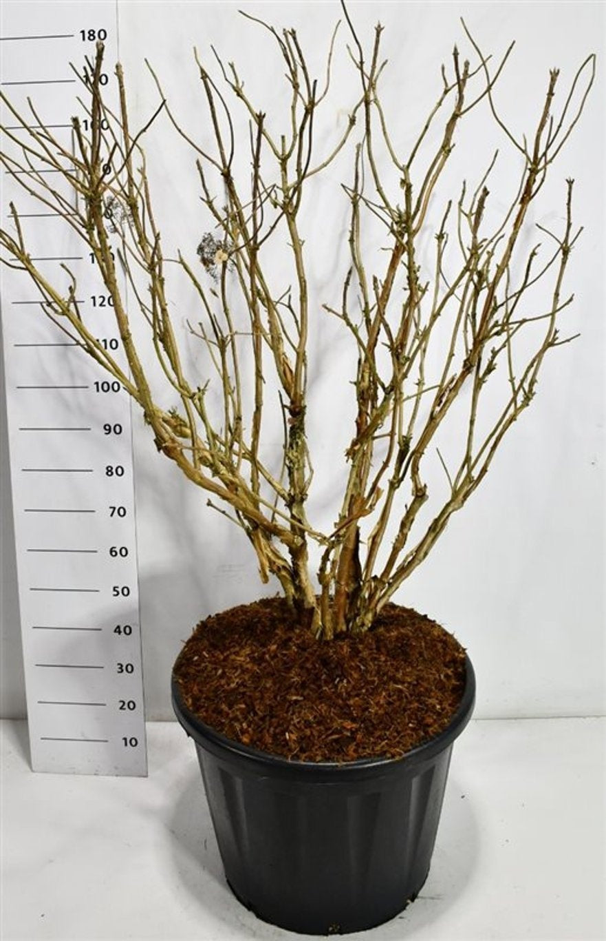 Bloemenkampen BV, Hkw. de Hydrangea Macorphylla Pack of 1