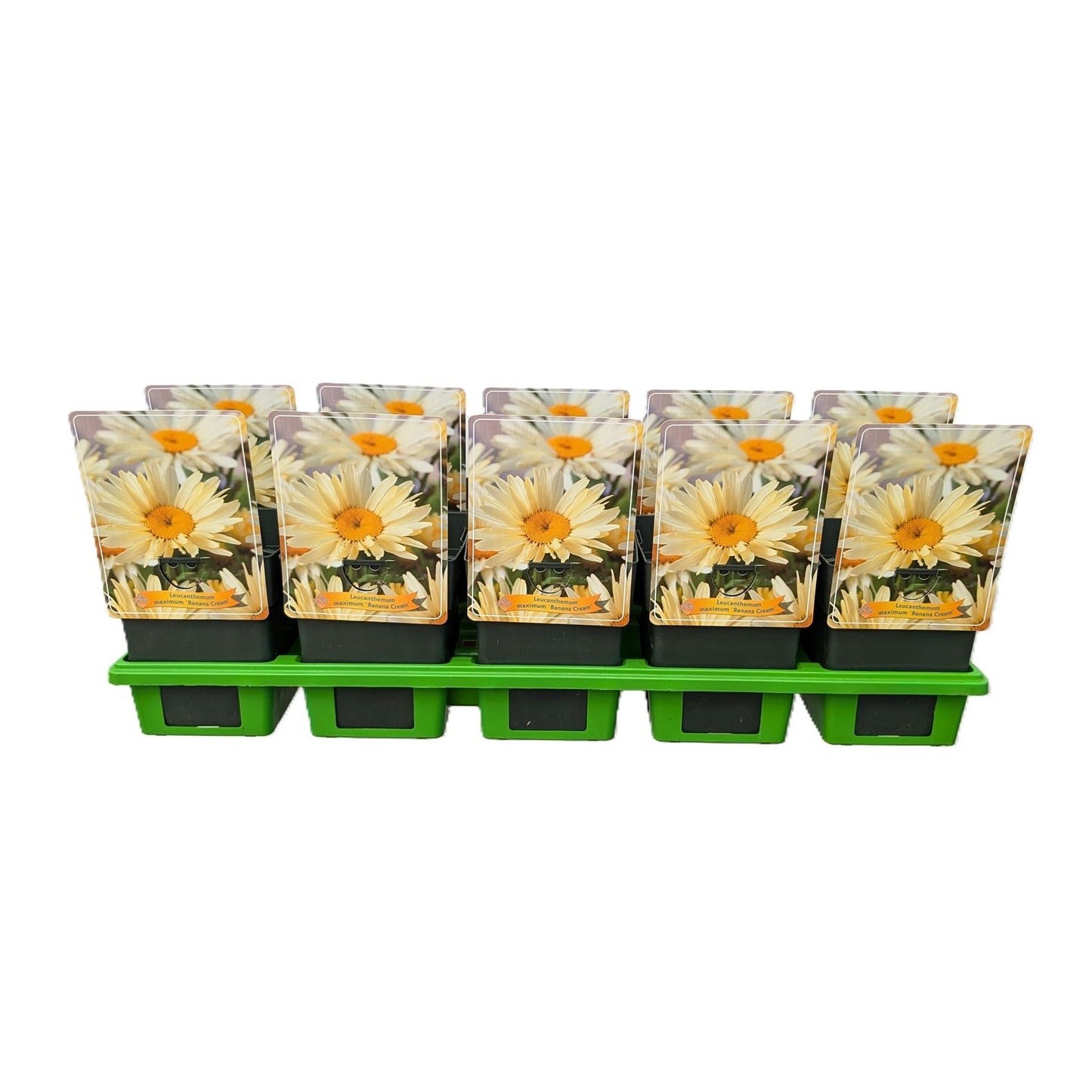 Leucanthemum Banana Cream 25cm 11cm Pot