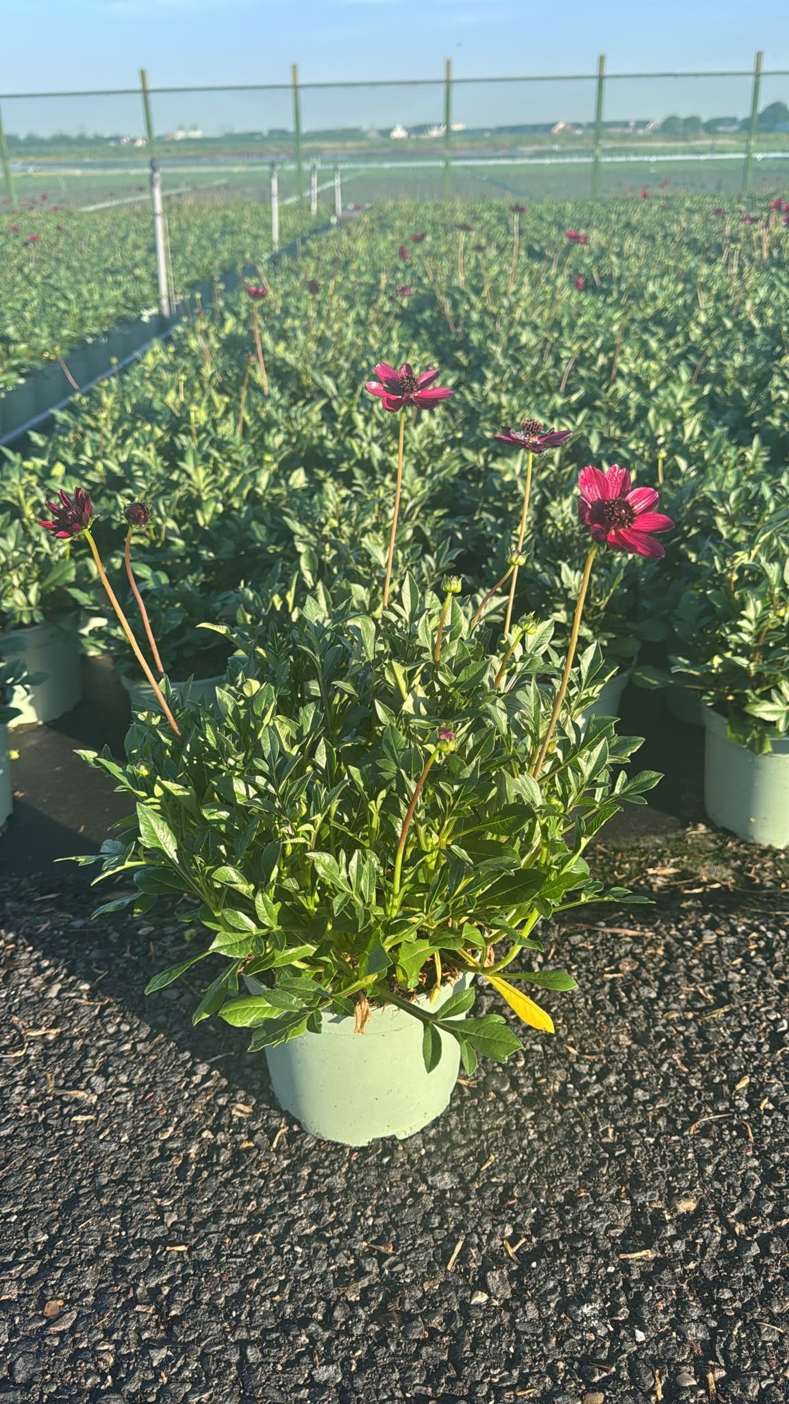 Cosmos Cherry Chocolate 40cm 19cm Pot