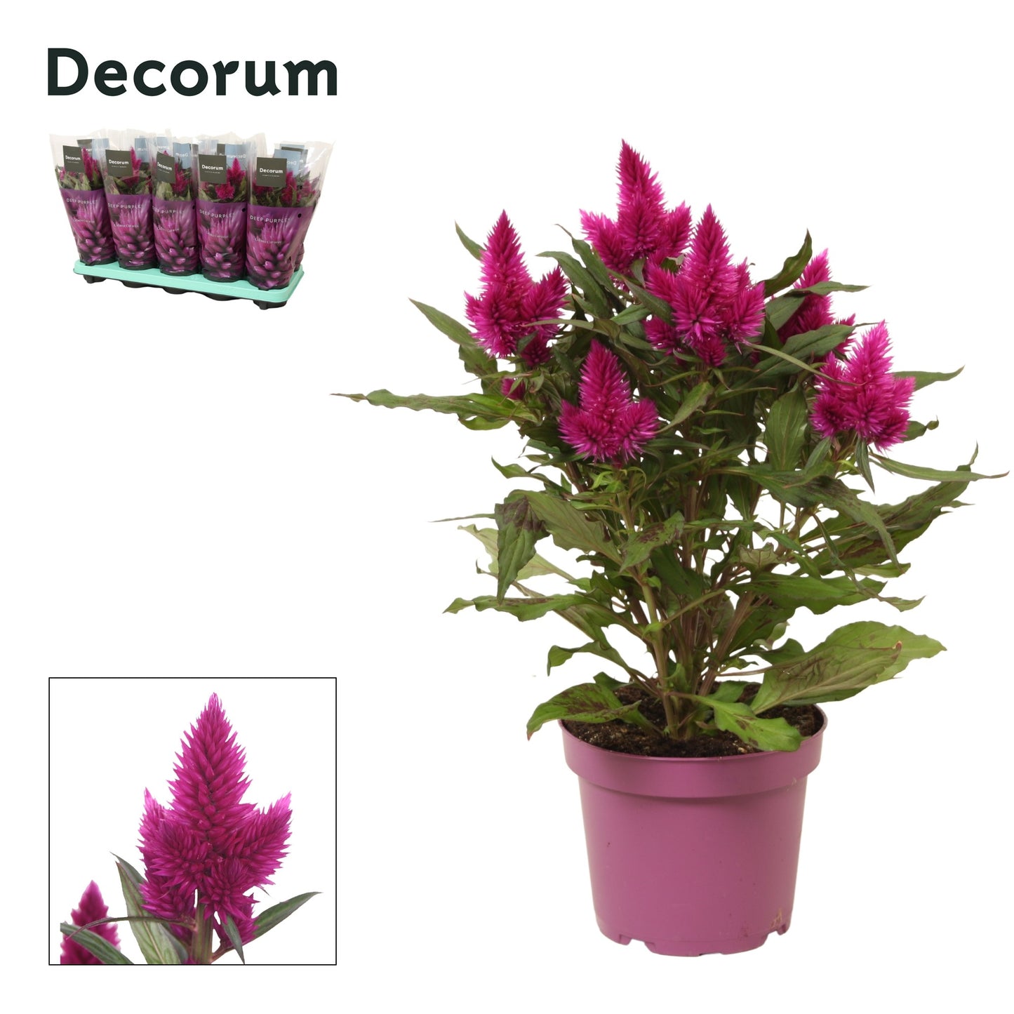Celosia Deep Purple 34cm 12cm Pot