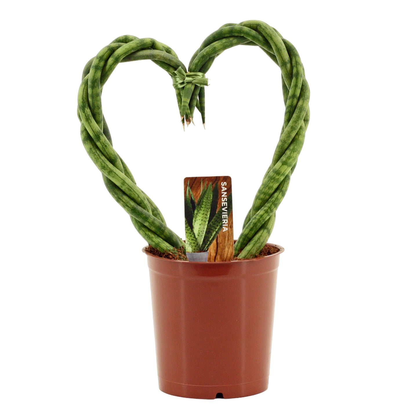 Sansevieria cylindrica 27cm 12cm Pot