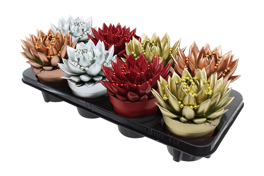 Echeveria Miranda 15cm 12cm Pot
