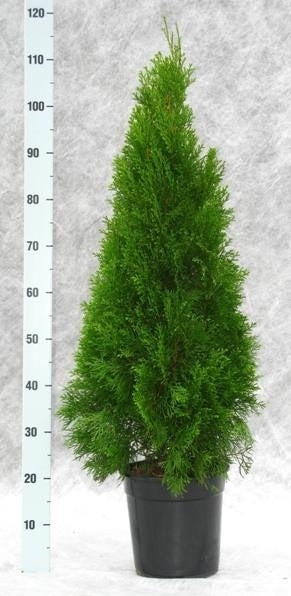 Thuja occidentalis Smaragd 120cm 24cm Pot