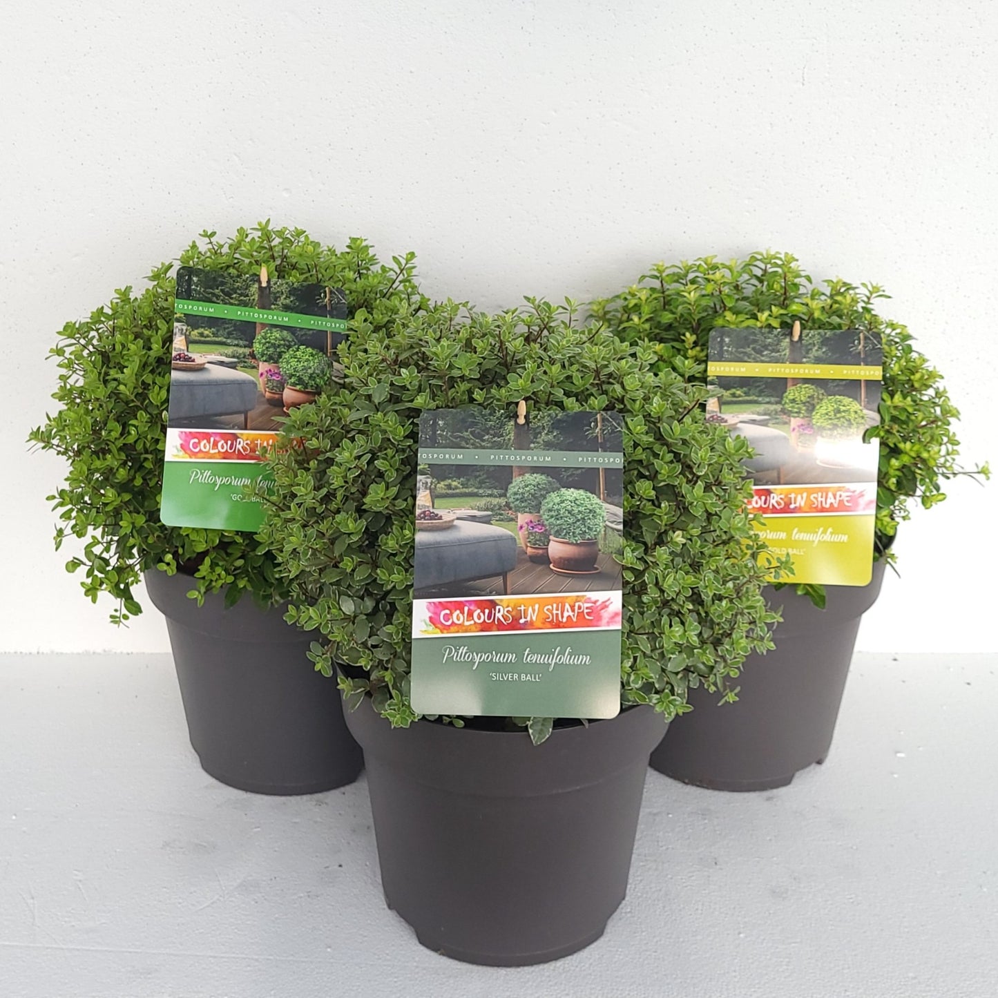 Pittosporum tenuifolium 50cm 29cm Pot
