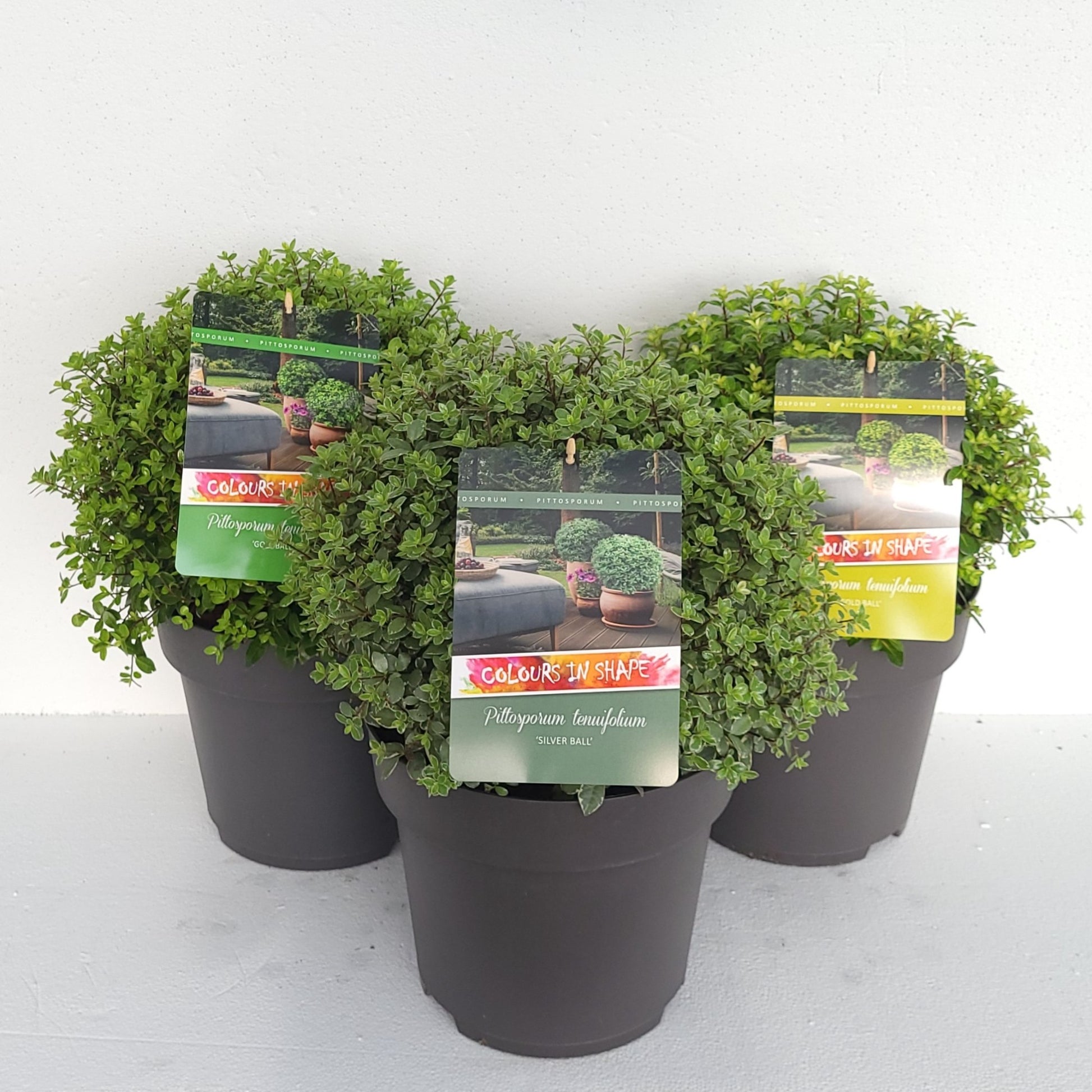 Pittosporum tenuifolium 50cm 29cm Pot