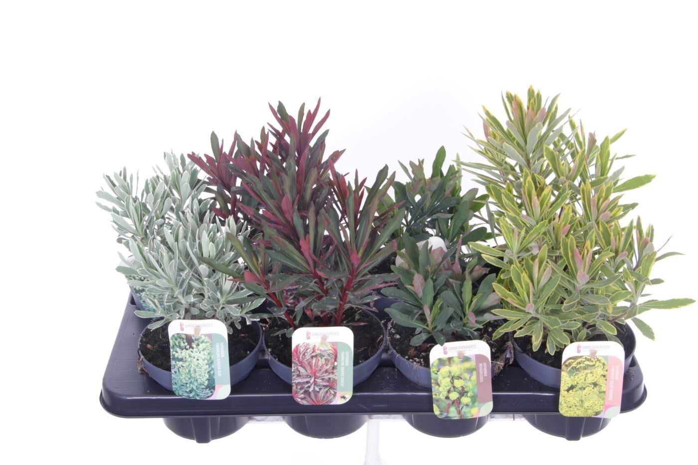 Euphorbia 30cm 13cm Pot
