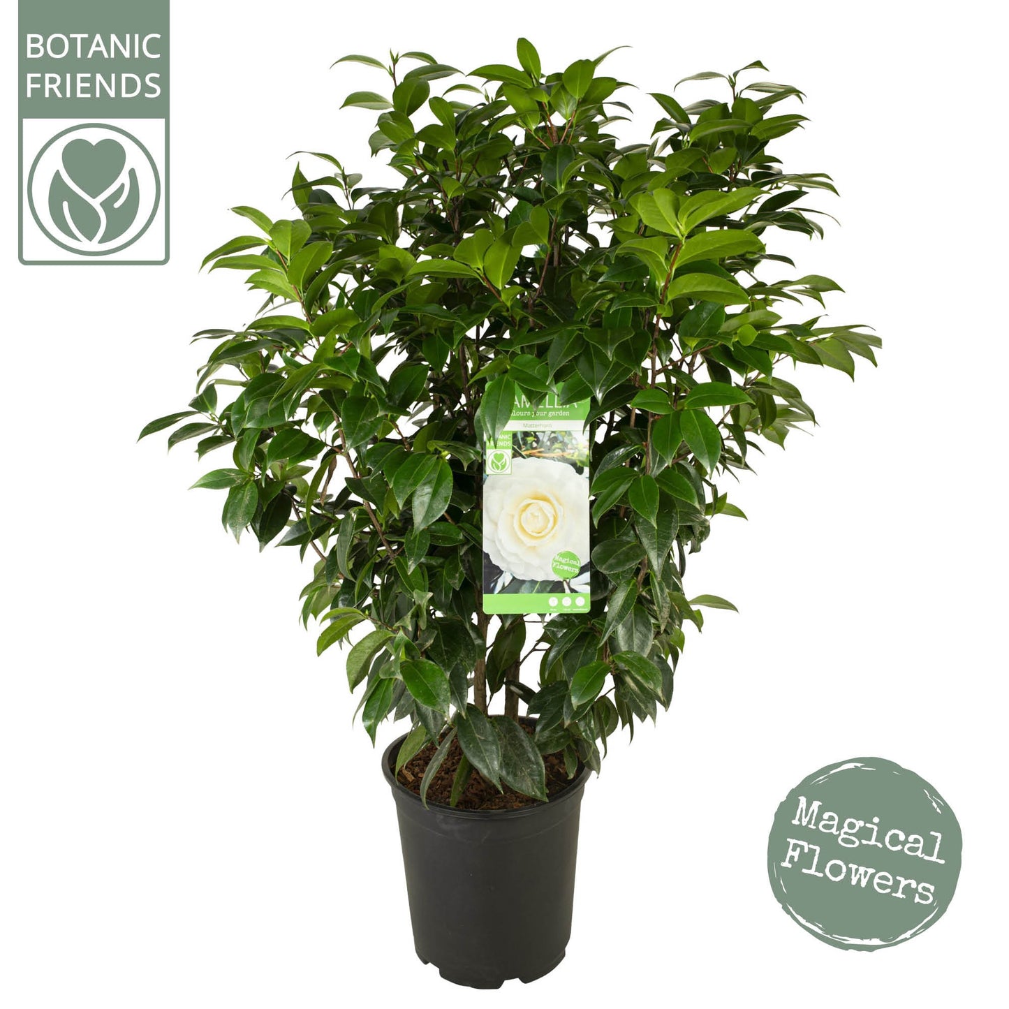 Camellia jap. Matterhorn 105cm 29cm Pot