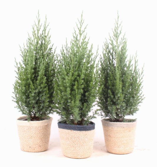 Juniperus Stricta 50cm 13cm Pot