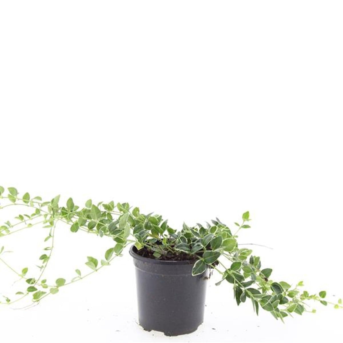 Vinca minor 10cm 14cm Pot