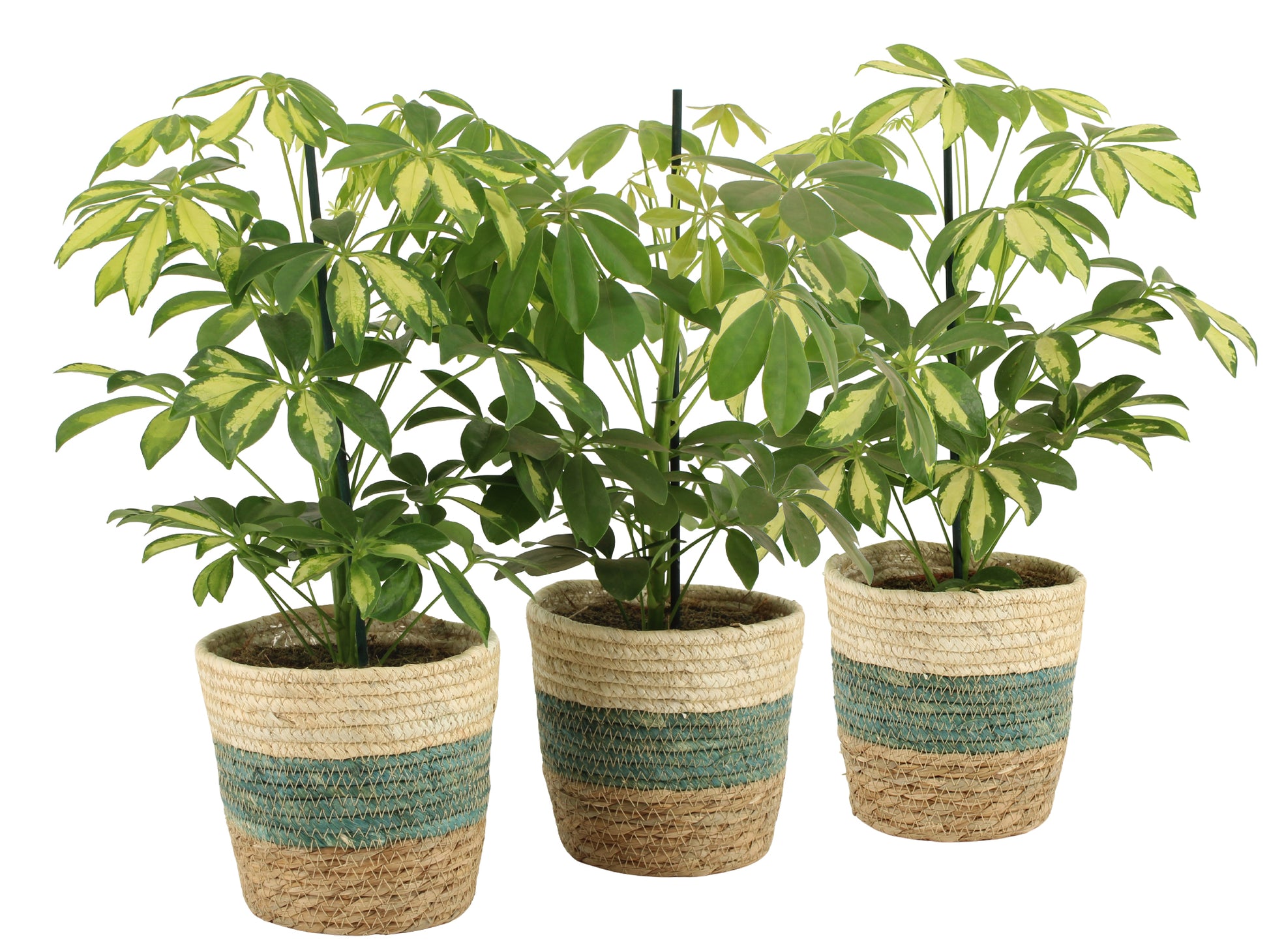 Schefflera Mme De Smet braided 45cm 14cm Pot