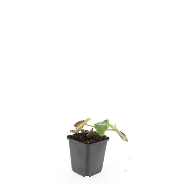Phlomis russeliana 15cm 9cm Pot