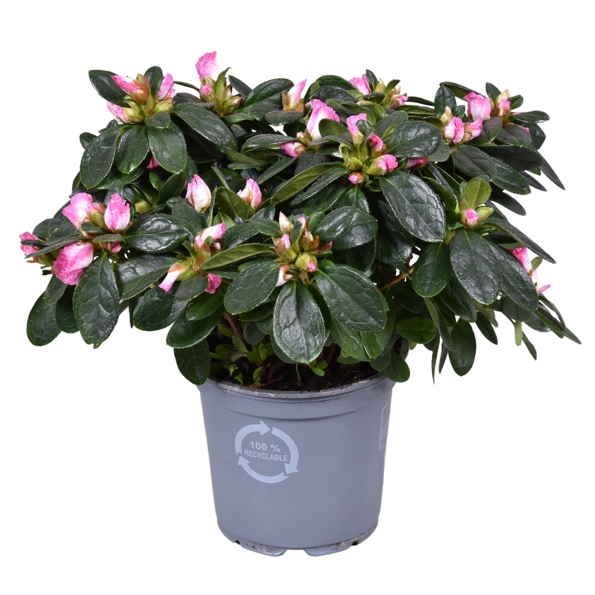 Rhododendron simsii Hülsten 25cm 12cm Pot
