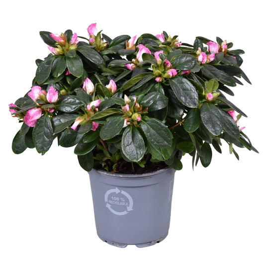 Rhododendron simsii Hülsten 25cm 12cm Pot