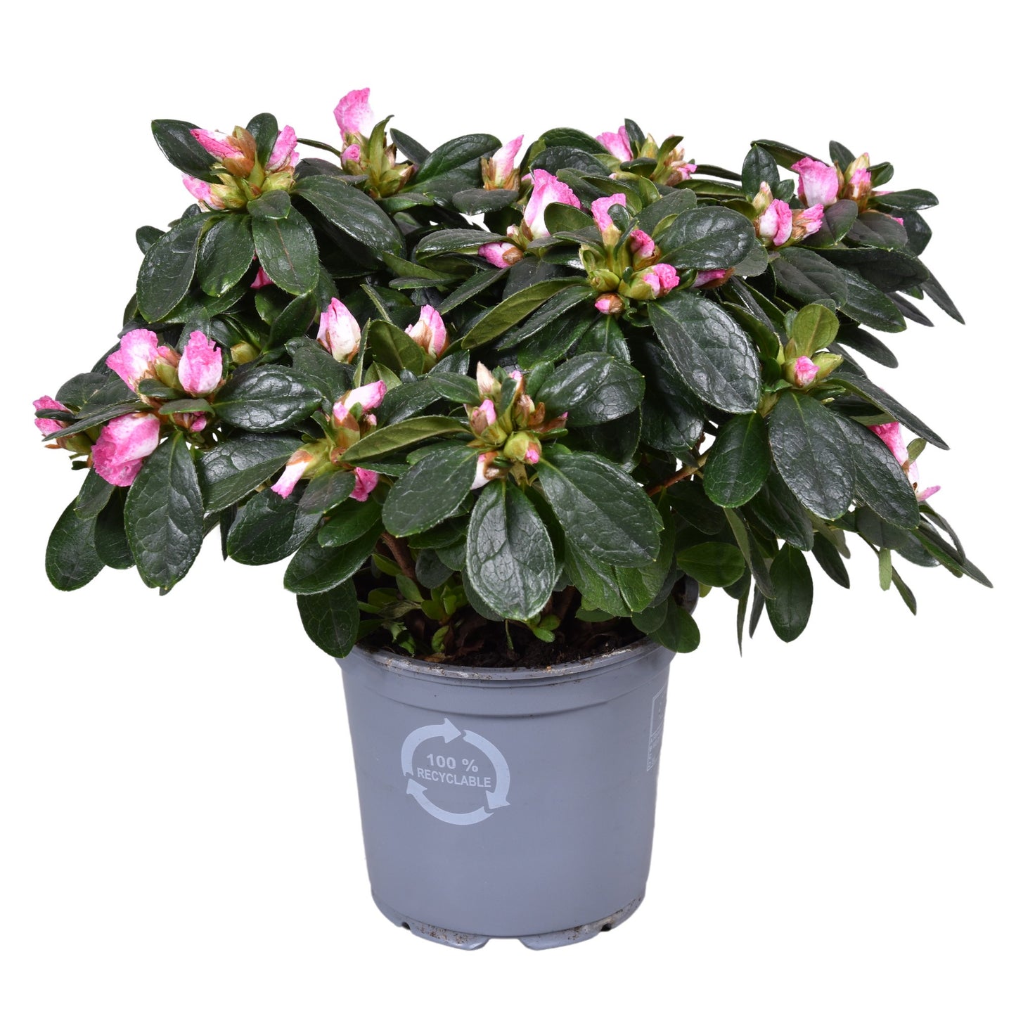 Rhododendron simsii Hülsten 25cm 12cm Pot