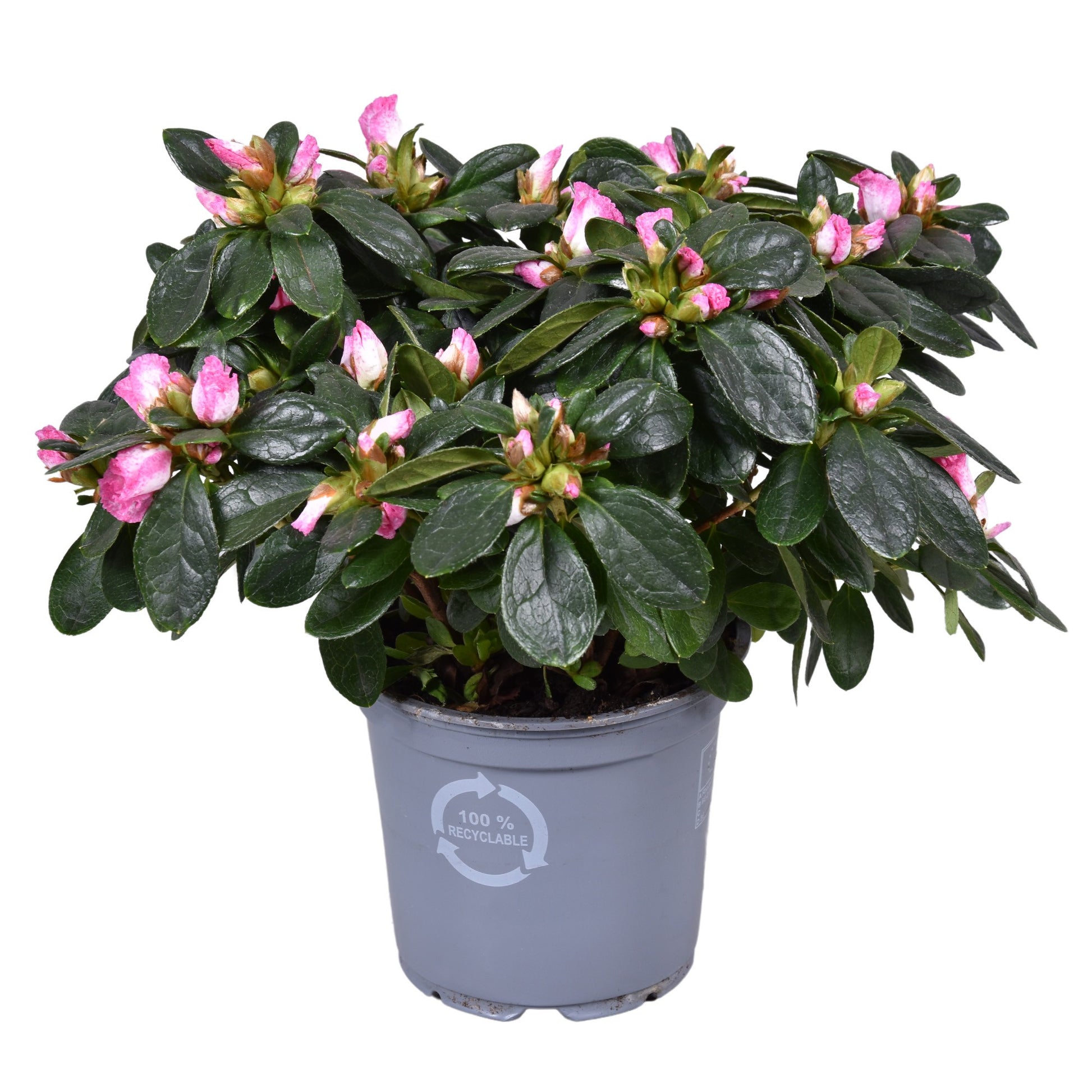 Rhododendron simsii Hülsten 25cm 12cm Pot