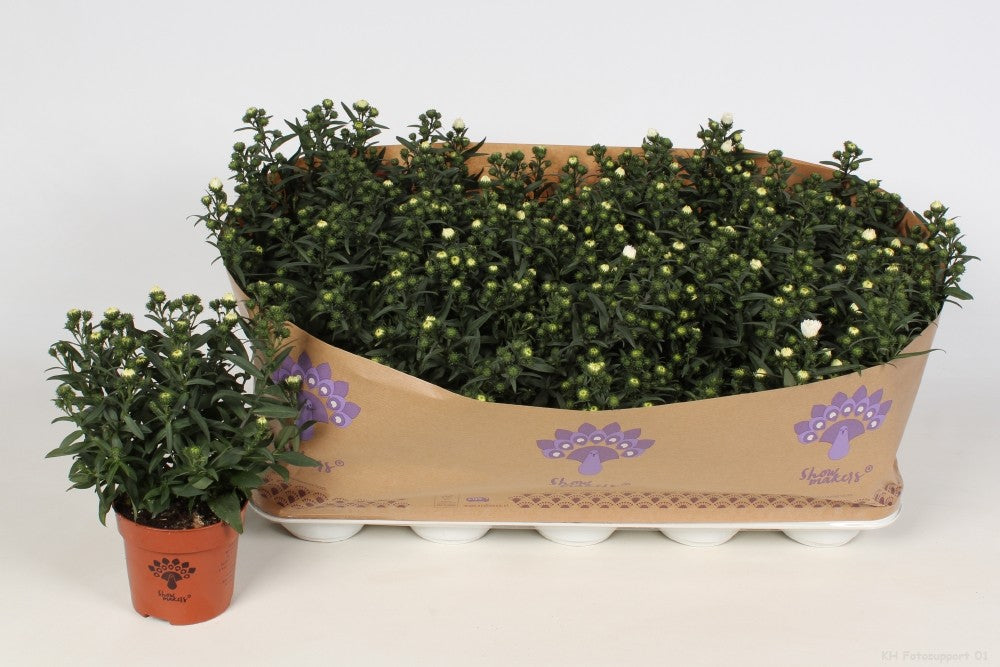 Aster nb. Showmakers Snow White 22cm 510cm Pot