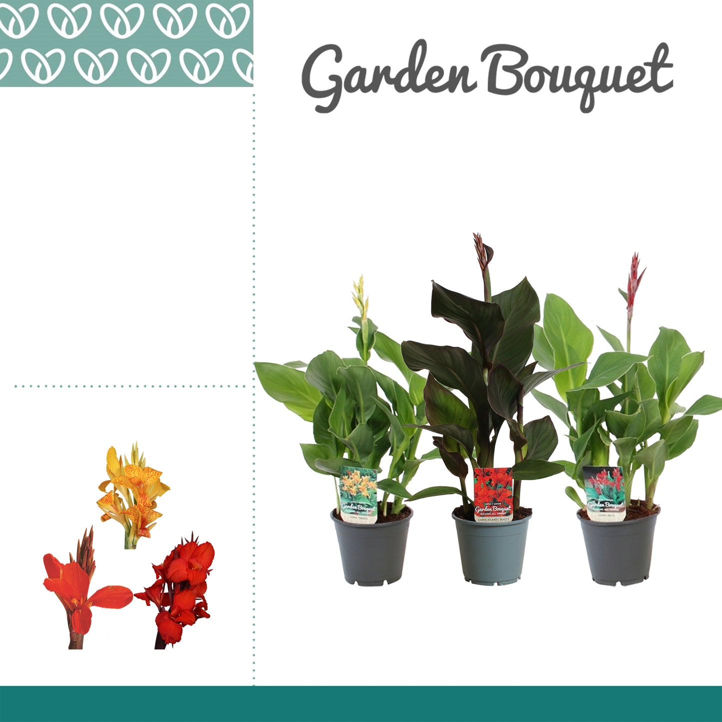 Canna Island mix 40cm 14cm Pot