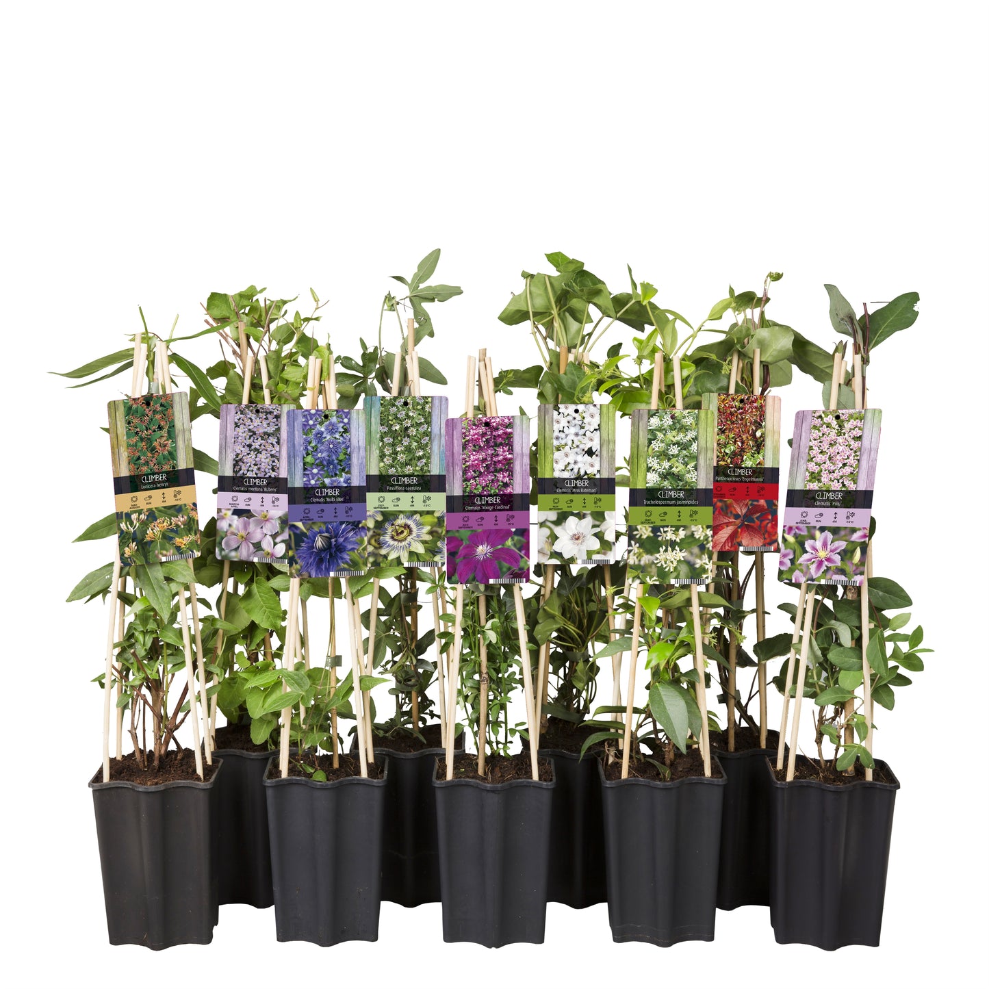 Climbers Mix 65cm 15cm Pot