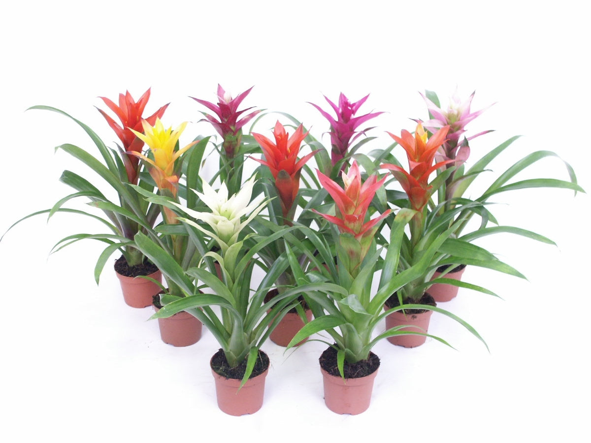 Guzmania mix 40cm 12cm Pot