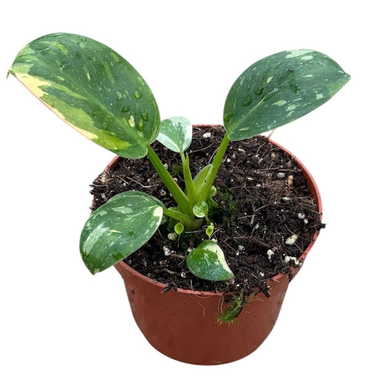 Philodendron scandens 20cm 510cm Pot