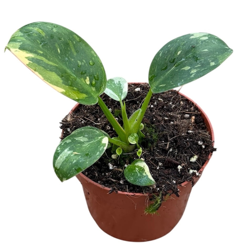 Philodendron scandens 20cm 10.5cm Pot