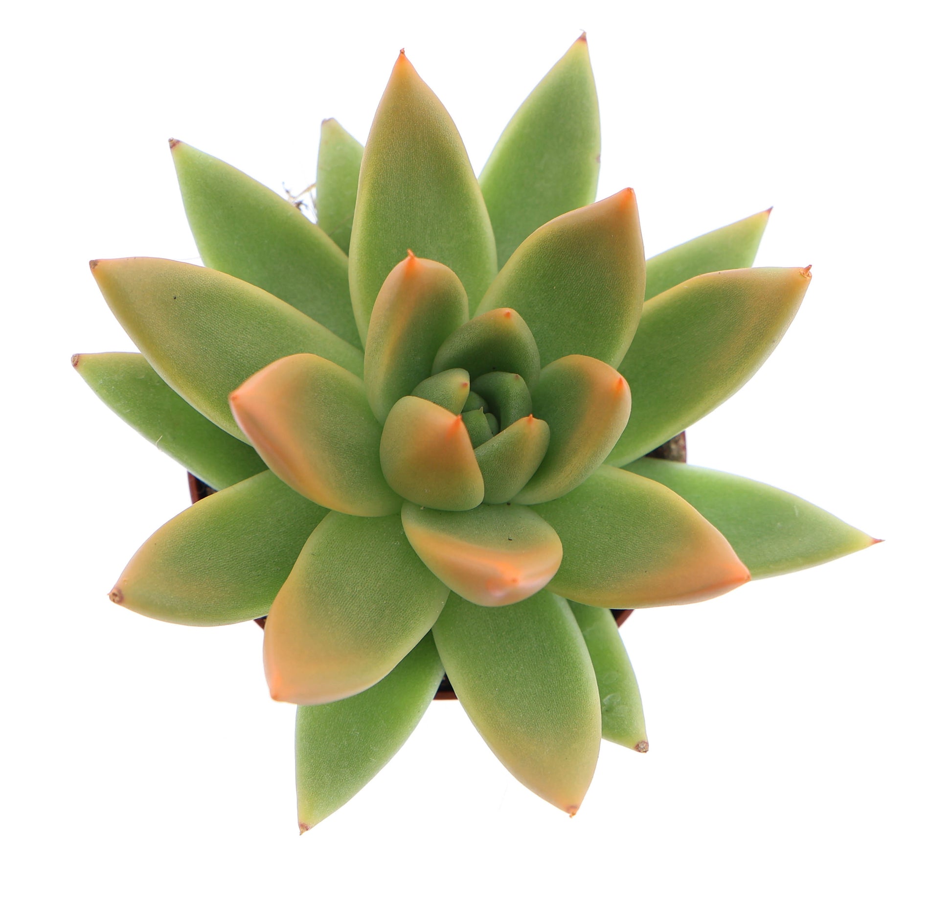 Miranda tips orange 8cm 6cm Pot