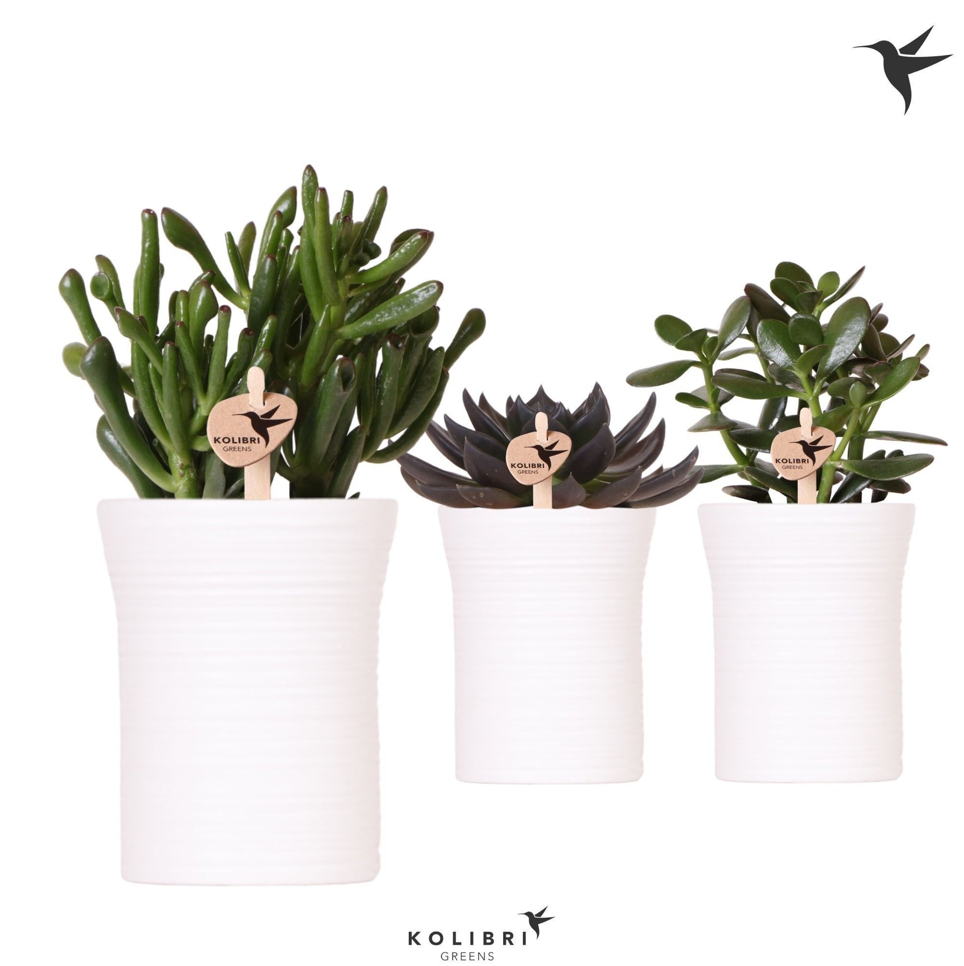 Succulent mix 24cm 9cm Pot