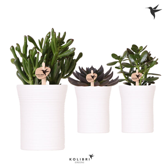 Succulent mix 24cm 9cm Pot