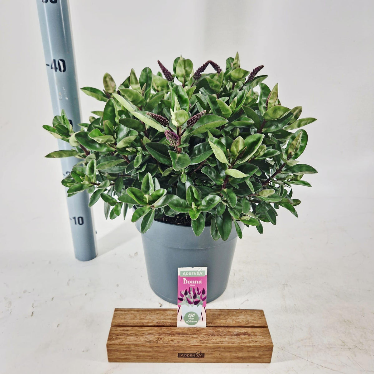 Hebe Addenda mix 35cm 23cm Pot