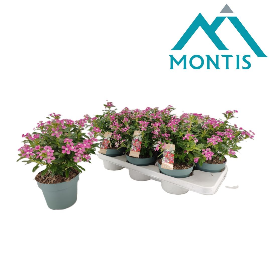 Catharanthus Soirée Pink White Eye 17cm 14cm Pot
