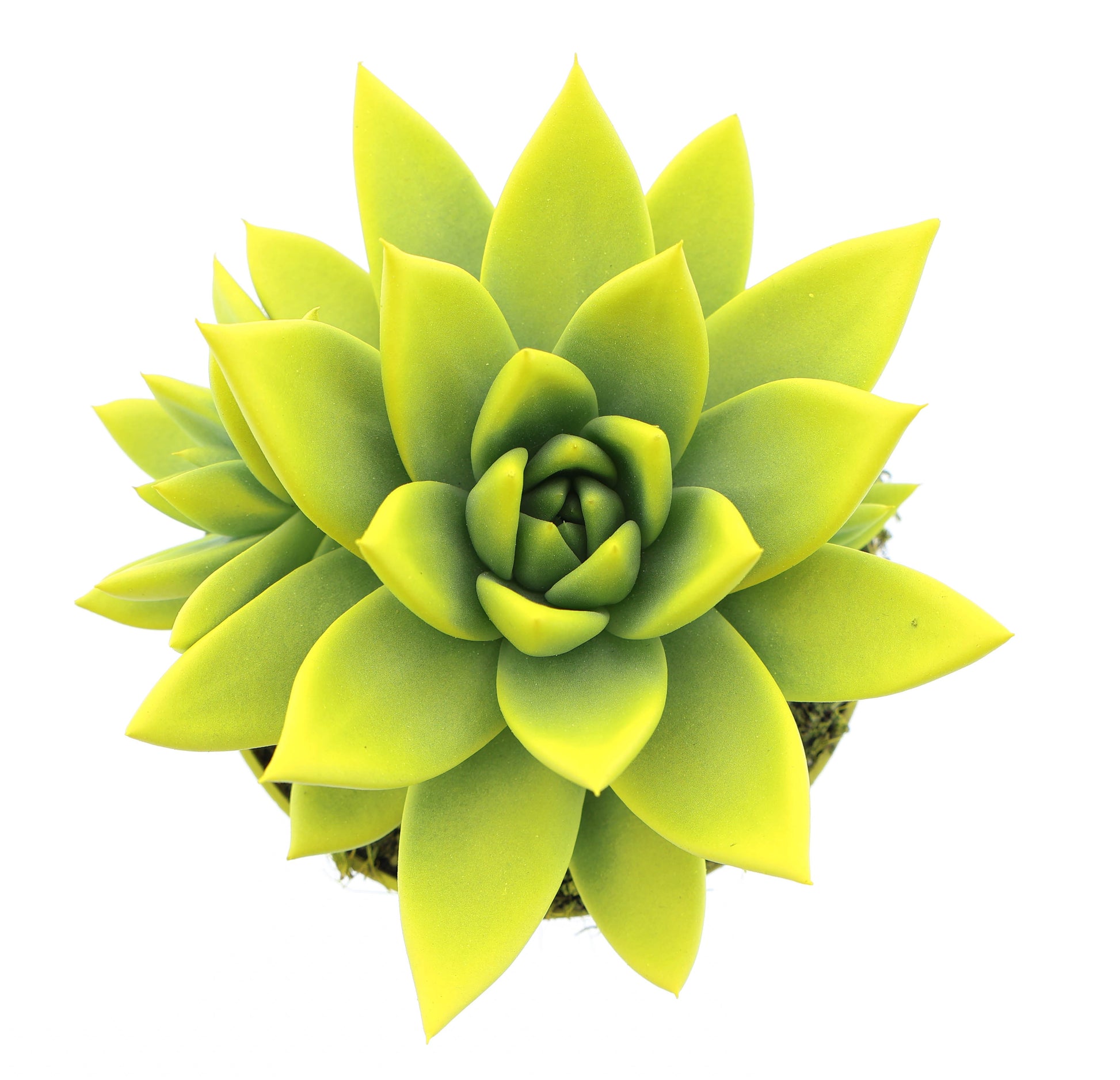 Rainbow yellow 12cm 10.5cm Pot