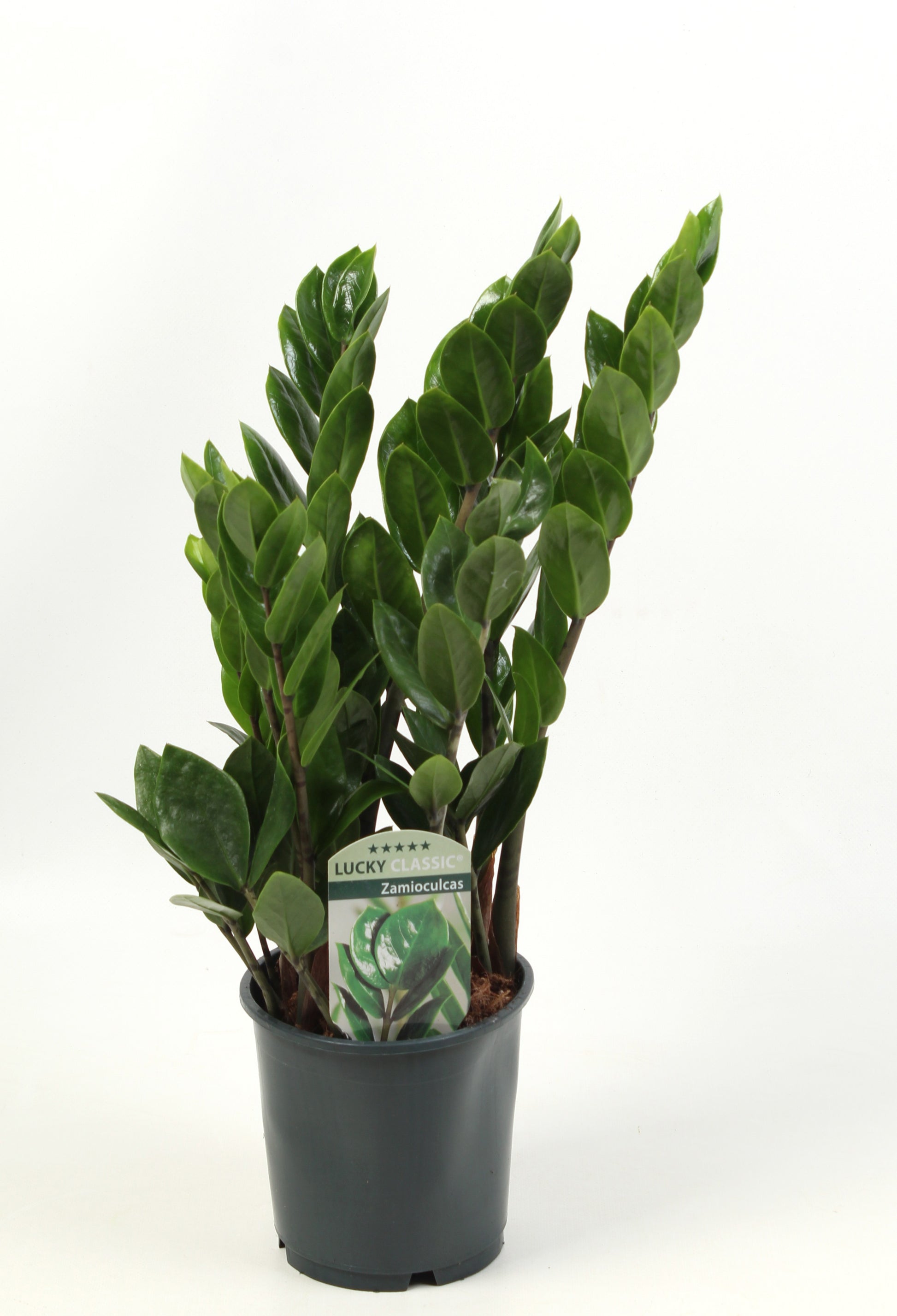 Edplant Bv Zamioculcas zamiifolia Pack of 8