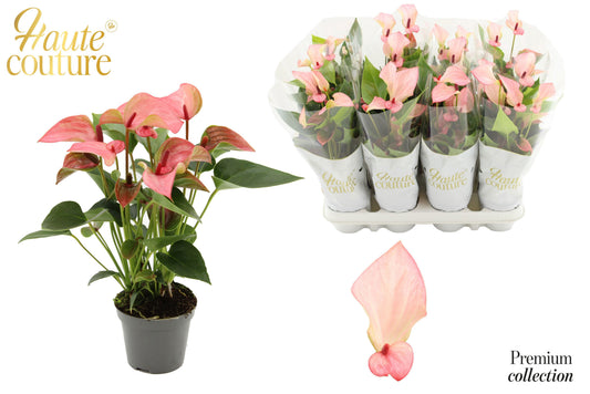 Anthurium Matata 29cm 9cm Pot