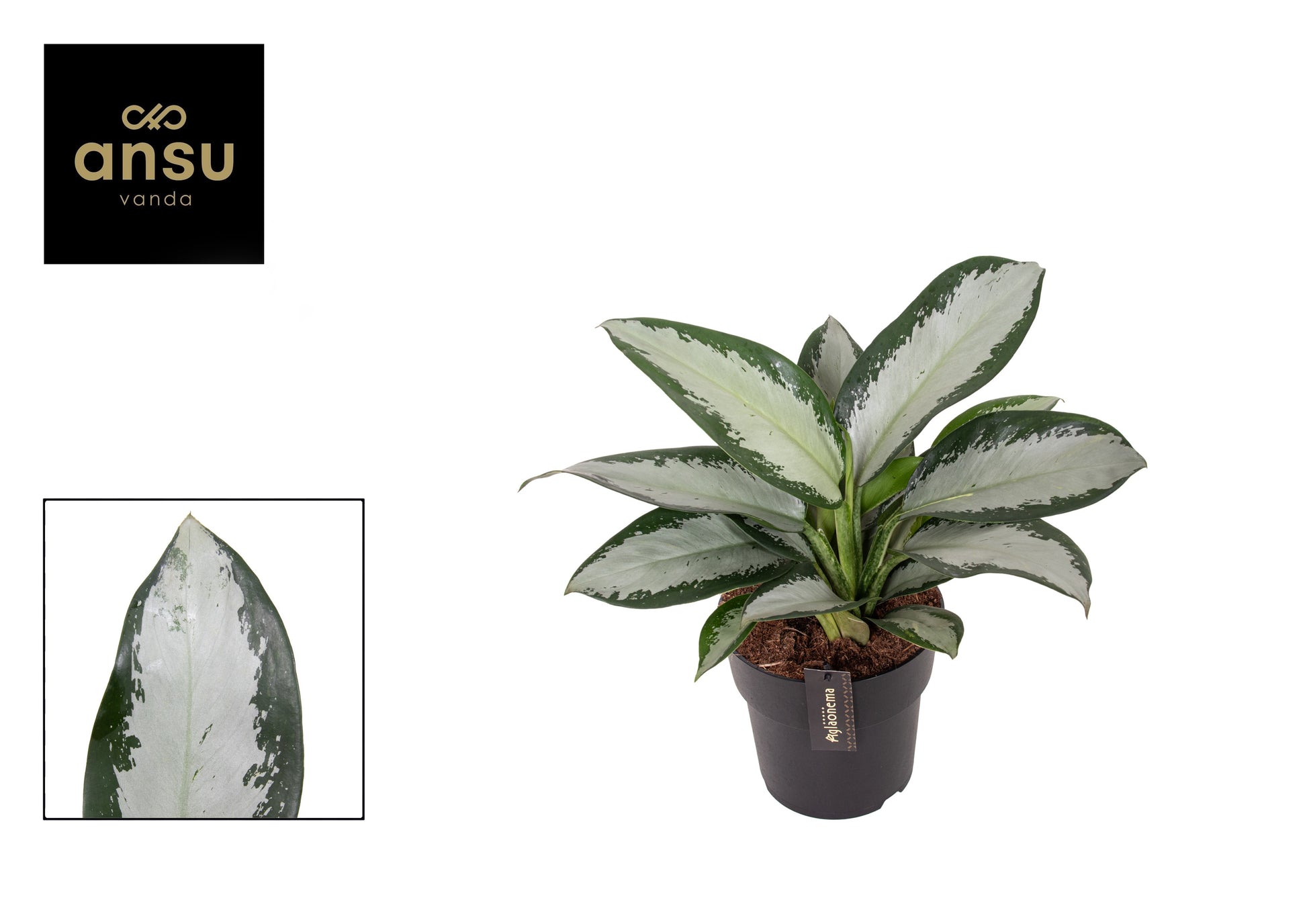 Aglaonema Silver Blue 40cm 19cm Pot