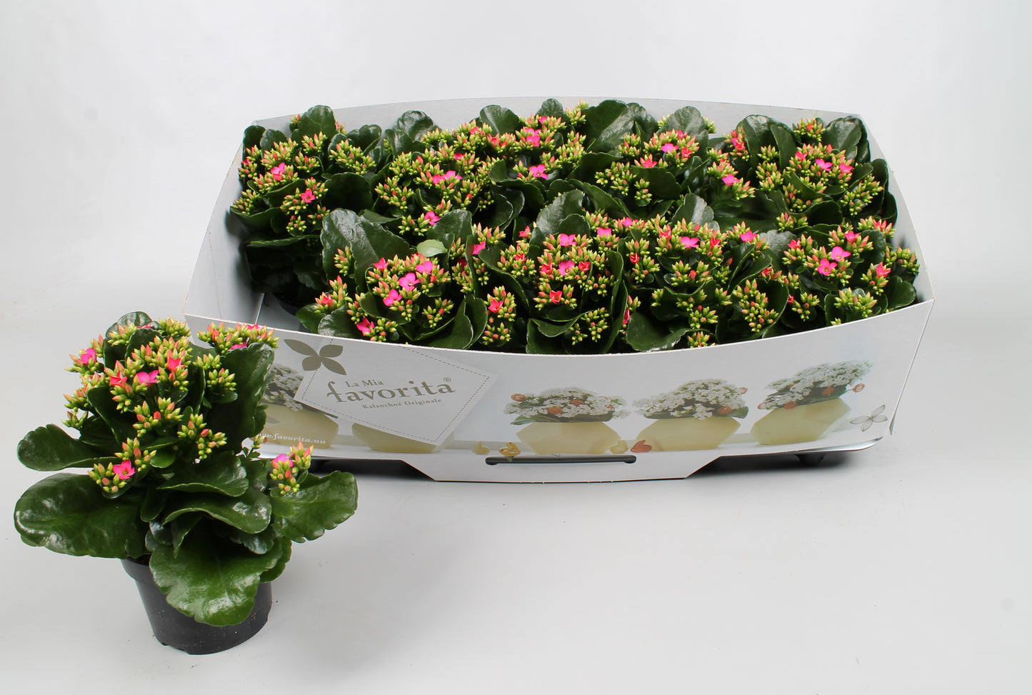 Vreugdenberg BV Kalanchoe Bella Rosa Pink Pack of 10