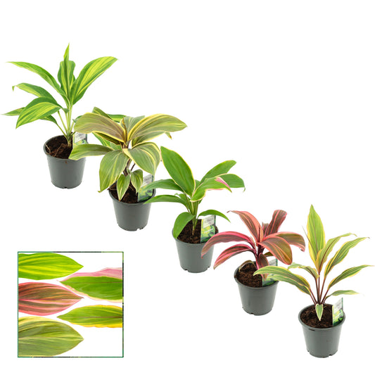 Cordyline mix 30cm 12cm Pot