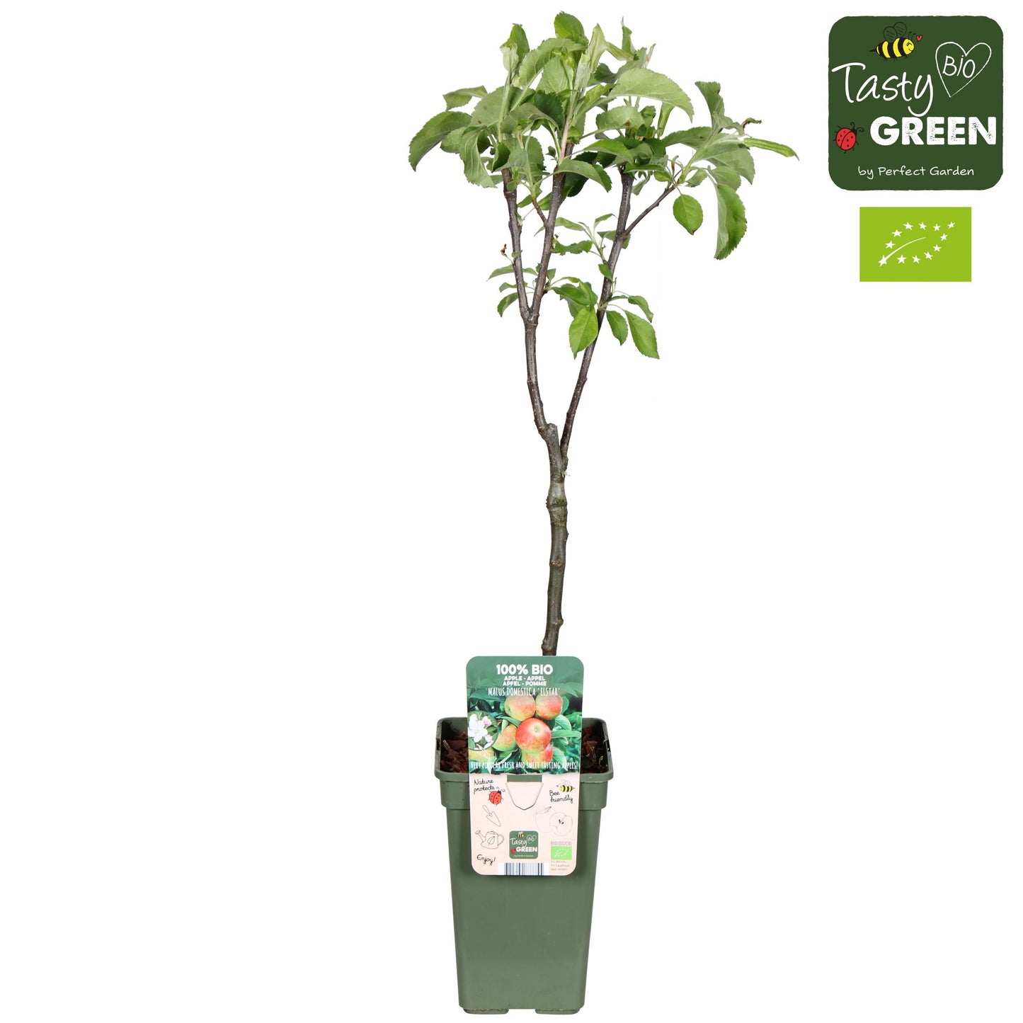 Malus domestica (Apple) Double U 60cm 19cm Pot