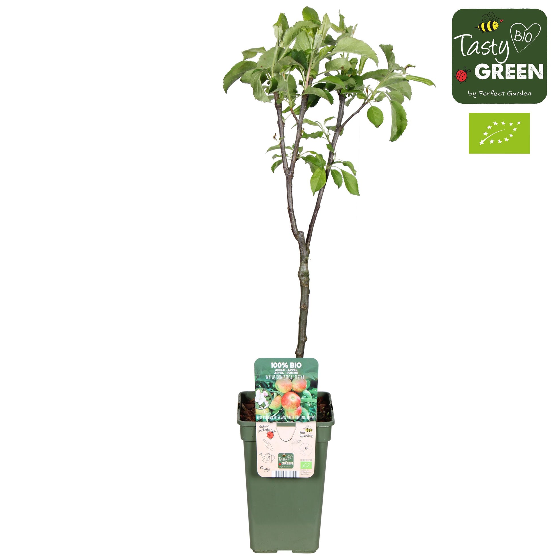 Malus domestica (Apple) Double U 60cm 19cm Pot